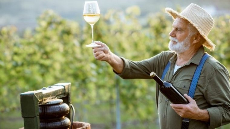 День виноградаря і винороба: 6 фактів про вино, які ви могли не знати
